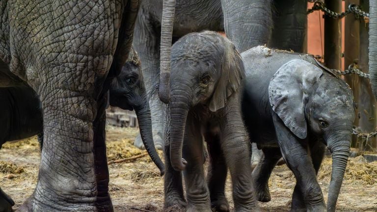 Van links naar rechts: Mosi, Tendai en Ajabu (foto: Beekse Bergen)