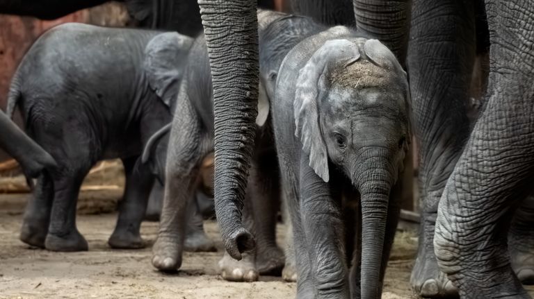 Van voor naar achter: Tendai, Mosi en Ajabu (foto: Beekse Bergen)