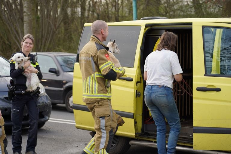 Brandweer bevrijdt negen honden na kettingbotsing (foto: Jeroen Stuve/SQ Vision).