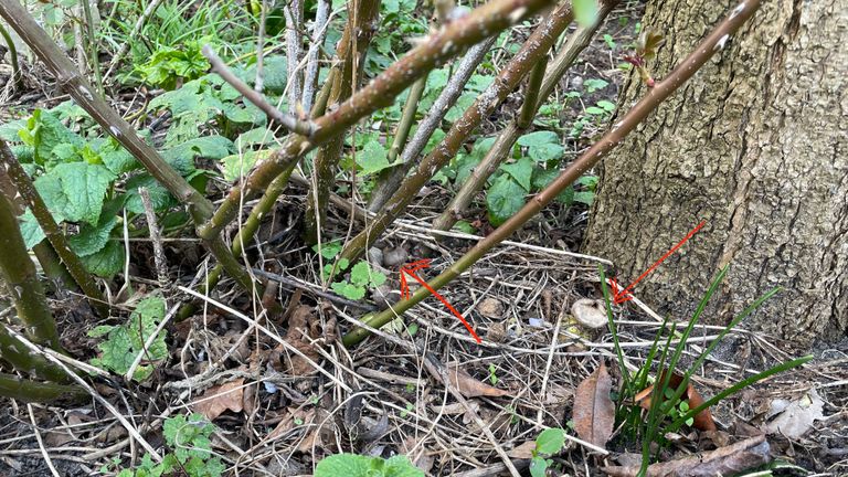 Vreemde vormen in de tuin na snoeien van rozen (foto: Anita Pauwels).