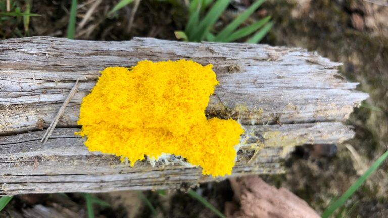  Een eenheid van cellen is plasmodium (foto: Frans Kapteijns).