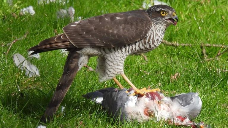 Een sperwer langs de weg (foto: Vonne Kuiper).