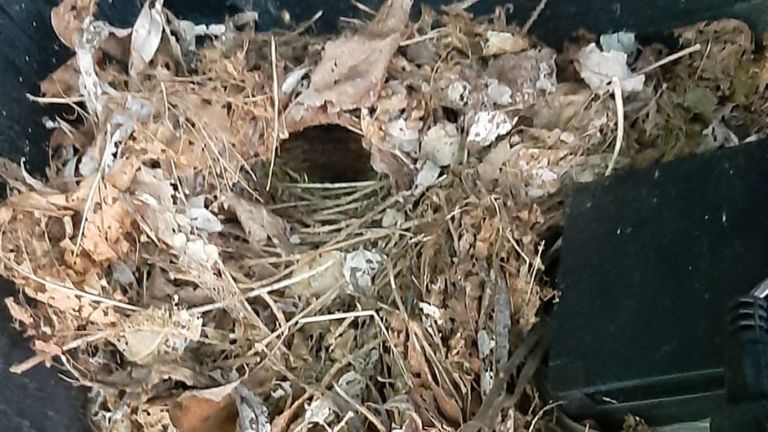 Een nestje in de schuur (foto: Riny Dollevoet).