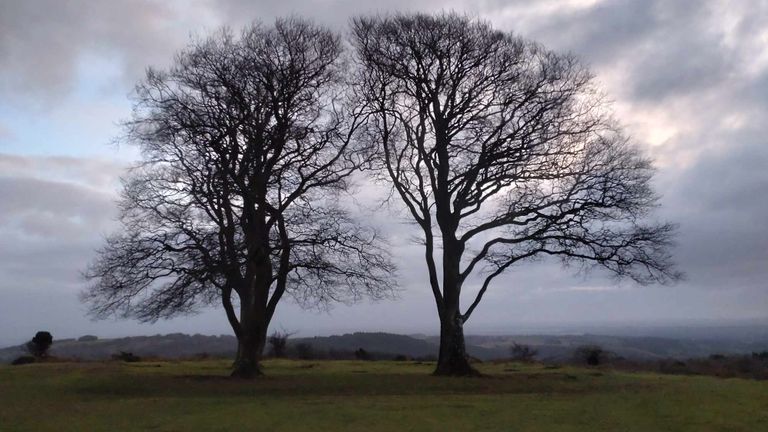 Bomen zijn de longen op aarde (foto: Ida van der Reijt).