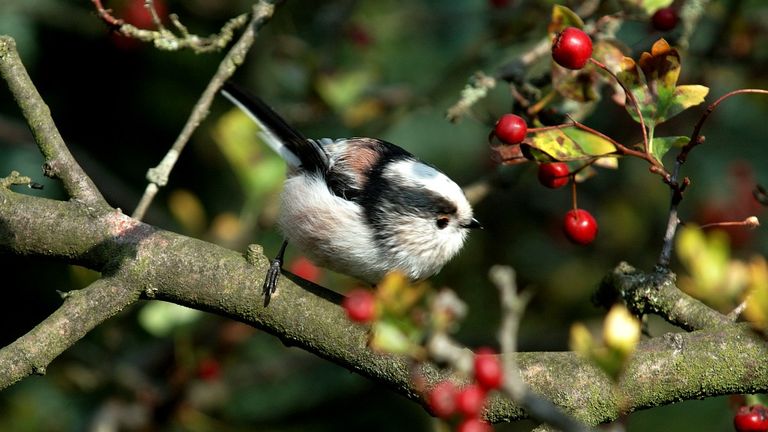 Een staartmees (foto: Saxifraga/Piet Munsterman).