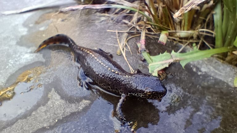 De Alpenwatersalamander (foto: Bjorn Denissen).