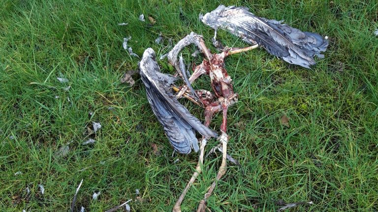 Overblijfselen van de blauwe reiger (foto: Mari de Wit).