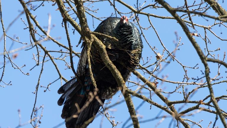 De kalkoen zat vast in een boom (foto: Albert Hendriks).