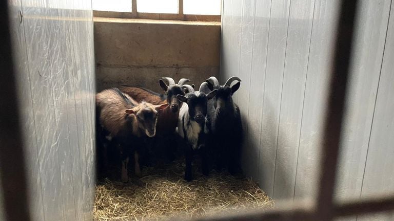 De dieren zaten in vieze en kleine hokken (foto: NVWA).