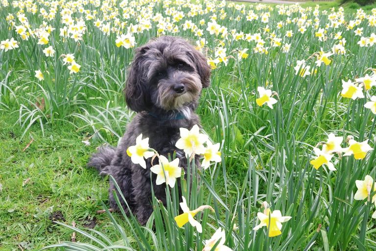 Het hondje van Ellen Pijpers poseerde tussen de bloemen.