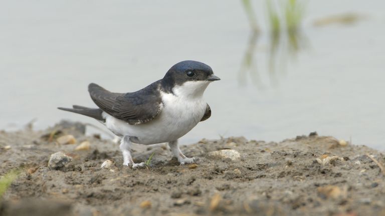 De huiszwaluw (foto: Vogelbescherming/Jelle de Jong).