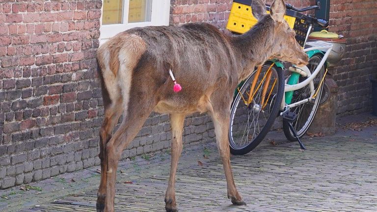 Het hert had een pijl in zijn kont (foto: Bart Meesters/SQ Vision).