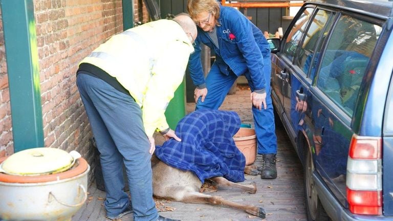 Medewerkers van de dierenambulance hebben het hert gevangen (foto: Bart Meesters/SQ Vision).