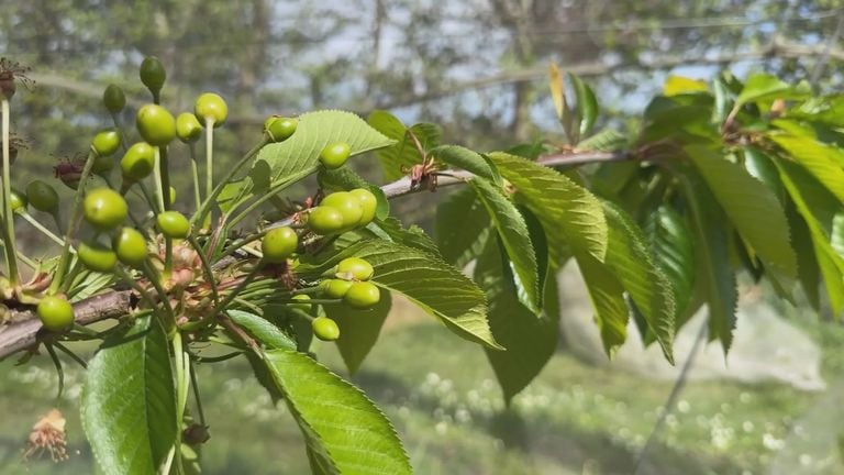 Een tak van een kersenboom (foto: Omroep Brabant).