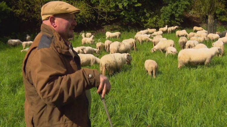 John met zijn schapenkudde (beeld: Omroep Brabant).