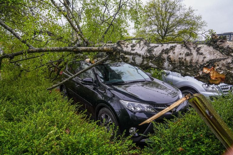In Geldrop viel een boom op geparkeerde auto's.