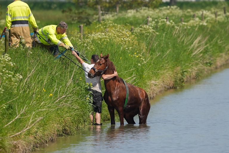 De brandweer probeerde het dier samen met een omstander uit het water te krijgen (foto: Gabor Heeres/SQ Vision).