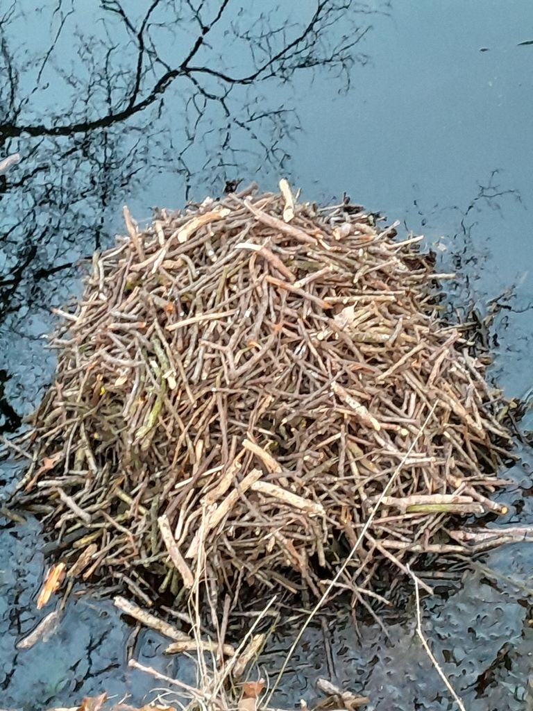 De winterhut van de muskusrat (foto: Marianne Verboord).