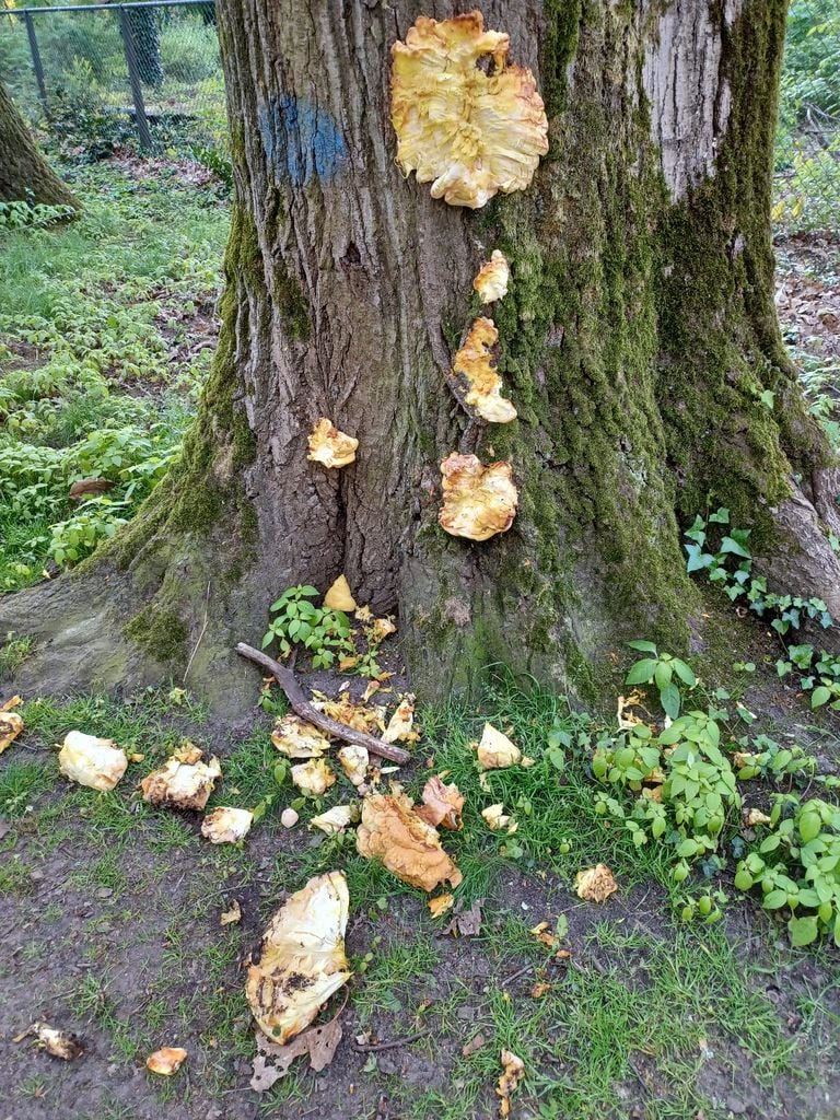 De kapotte zwam (foto: Ida van Reijt).