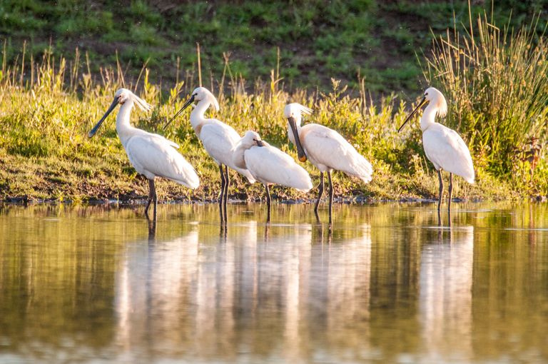 Lepelaars in natuurgebied Keent.