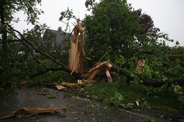 De bomen werden verwoest (foto: SQ Vision/Kevin Kanters).