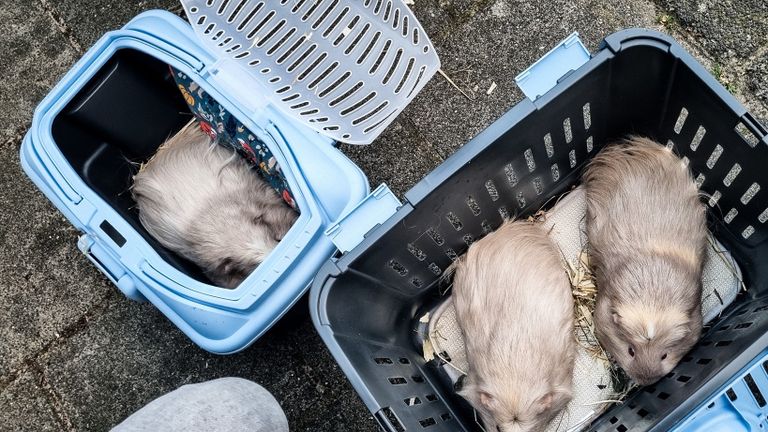 De cavia's werden op tijd uit het gebouw gehaald (foto: Politie Dongen). 