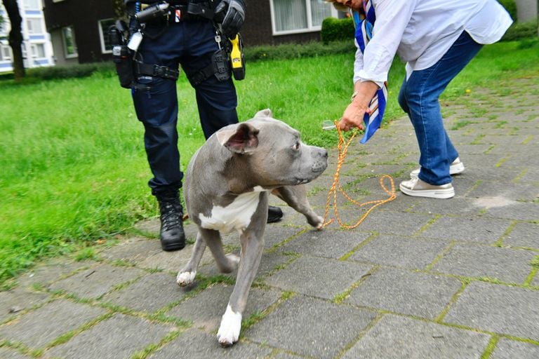 De hond liet zich niet zomaar vangen (foto: SQ Vision/Rico Vogels).