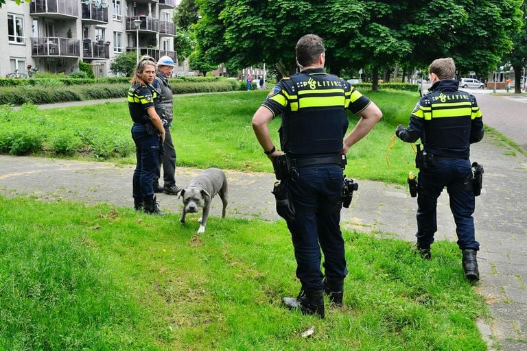 De agenten probeerden de hond te pakken met een afrolbaar touw (foto: SQ Vision/Rico Vogels).