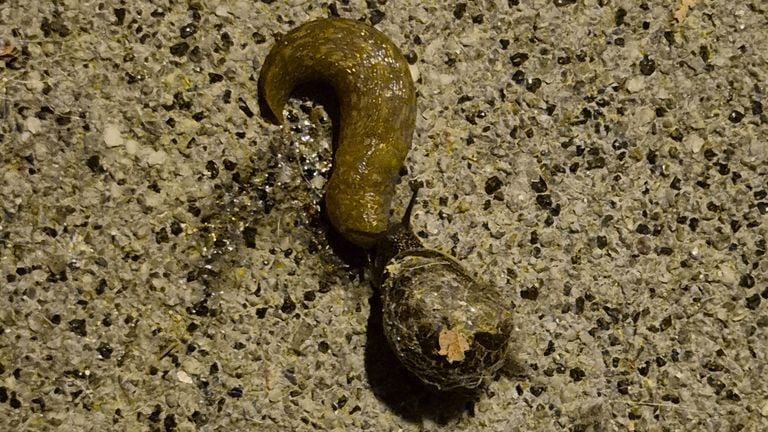 Deze naaktslak probeerde een soortgenoot met huisje op te eten, maar dat lukte toch niet.