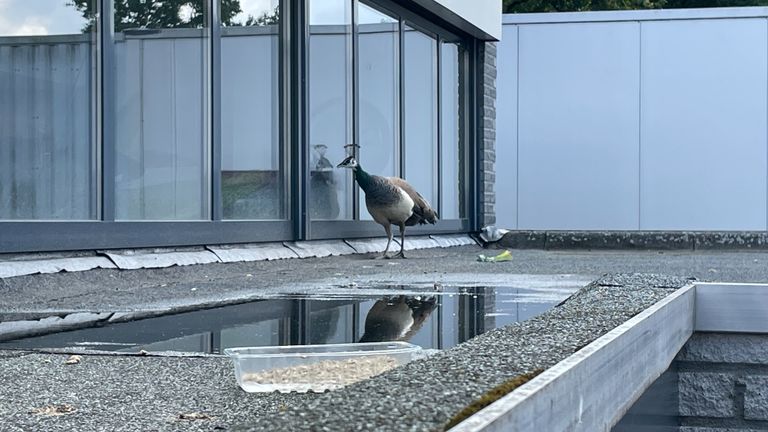 De pauw kijkt graag door het raam (foto: Raymond Merkx). 