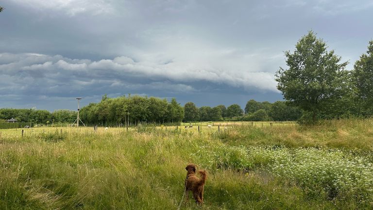 Deze hond in Geldrop weet ook niet wat-ie ziet (foto: Cara van Strijp).