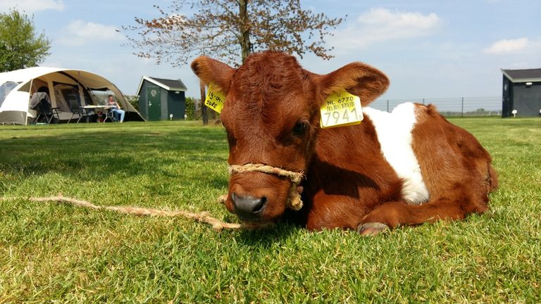Iedere campingplaats heeft eigen sanitair, zie groene huisjes achtergrond. (Foto:privécollectie)