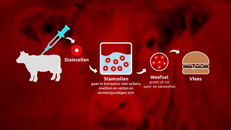 Zo ontstaat kweekvlees (foto: Omroep Brabant). 