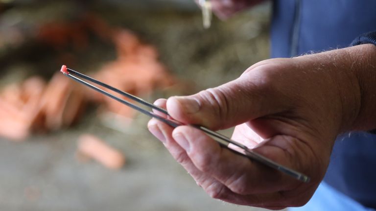 Weefsel van dit formaat wordt gebruikt om uiteindelijk 10.000 kilo kweekvlees van te maken (foto: Lobke Kapteijns). 