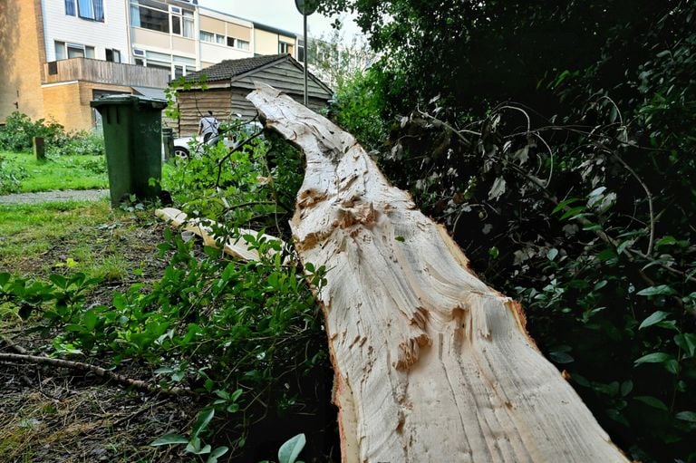 Het deel van de boom dat afbrak (foto: SQ Vision).