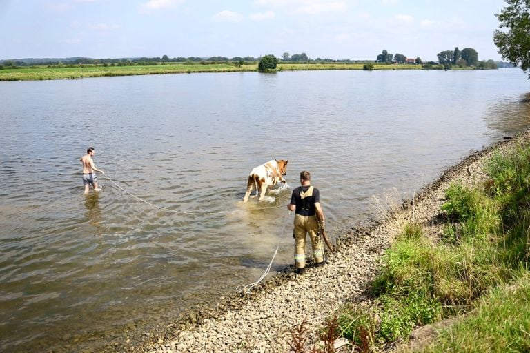 Met een touw werd het dier de goede kant opgeleid (foto: SQ Vision).