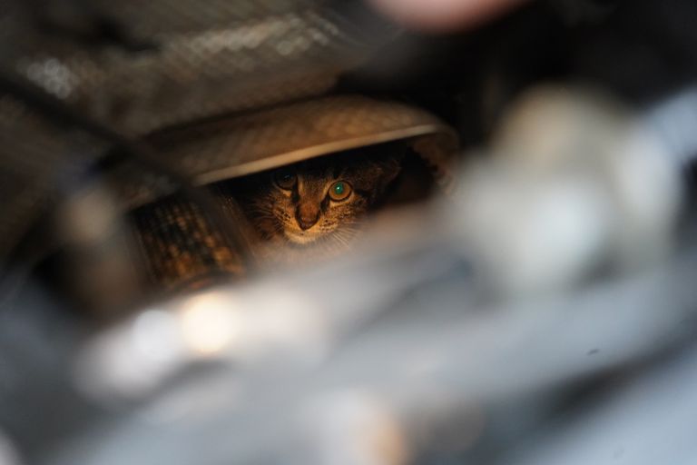 De kat wachtte zijn redding af (foto: SQ Vision).
