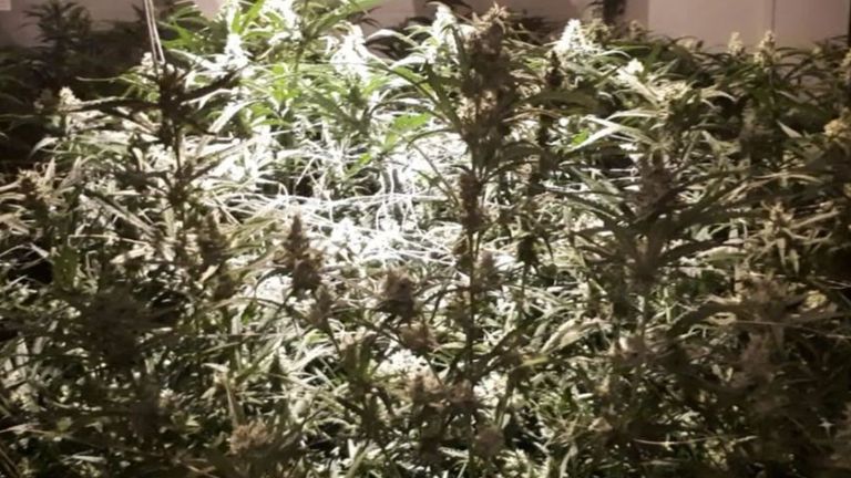 Een deel van de 400 wietplanten (foto: politie Roosendaal).