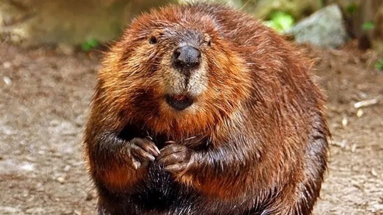 De bever.