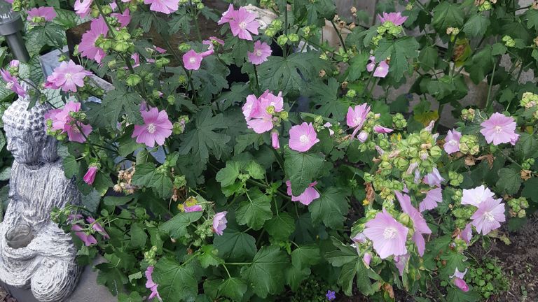 Deze struik hoort bij de kaaskruidfamilie omdat de bloemen lijken op een platte kaas (foto:Bert Merkx)