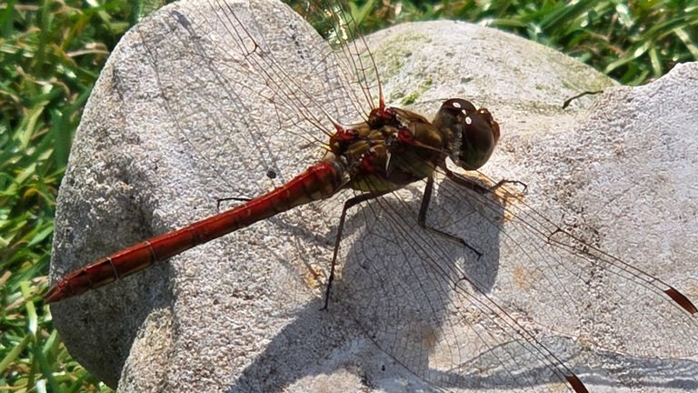 Deze libel is rood, maar is het bloedrood, bruinrood of steenrood? (foto: Audry van der Burg)