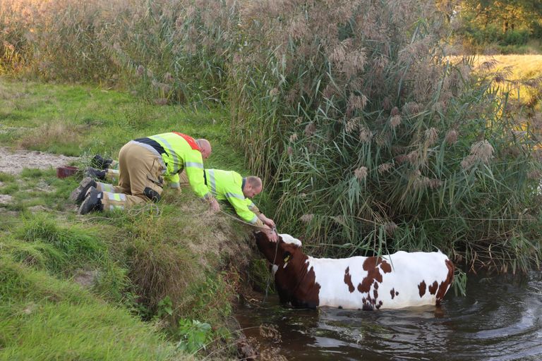 De brandweer probeert de koe uit het water te trekken (foto: Sander van Gils/SQ Vision).