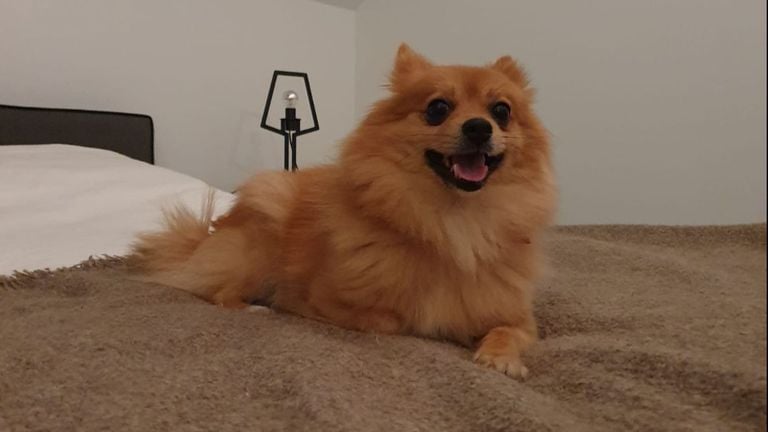 Keesje mocht gewoon lekker op bed (foto: Anouk Kam).