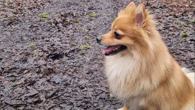 Keesje kon genieten van het bos (foto: Anouk Kam).