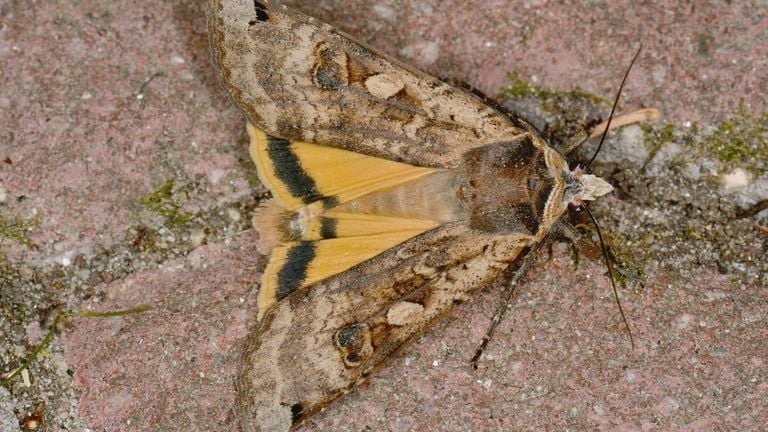 Een andere nachtvlinder: de huismoeder (foto: Saxifrage Peter Gergely)