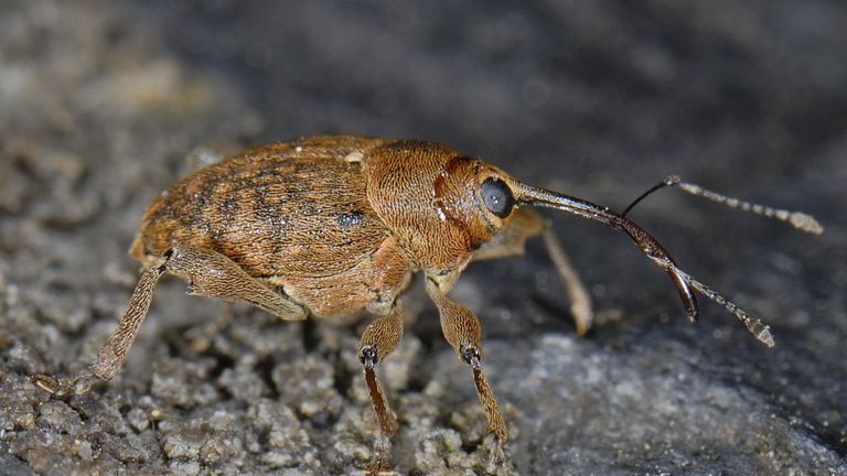 Een kleine eikelboorder (foto: Saxifraga H. Baas)