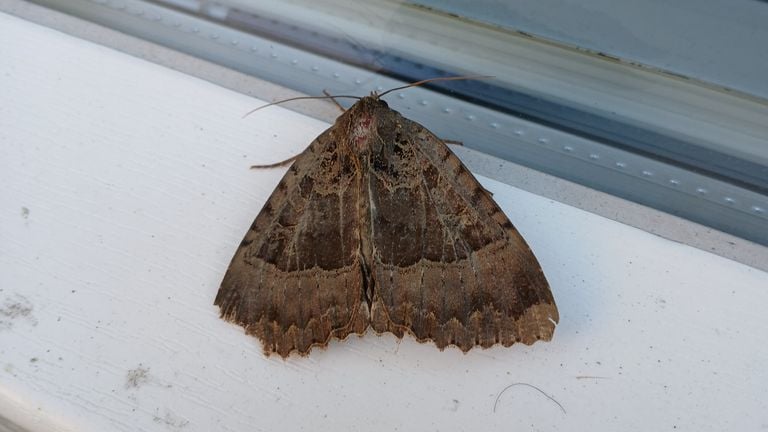 Deze nachtvlinder is een weeskind is groot (foto: A. Bakx)