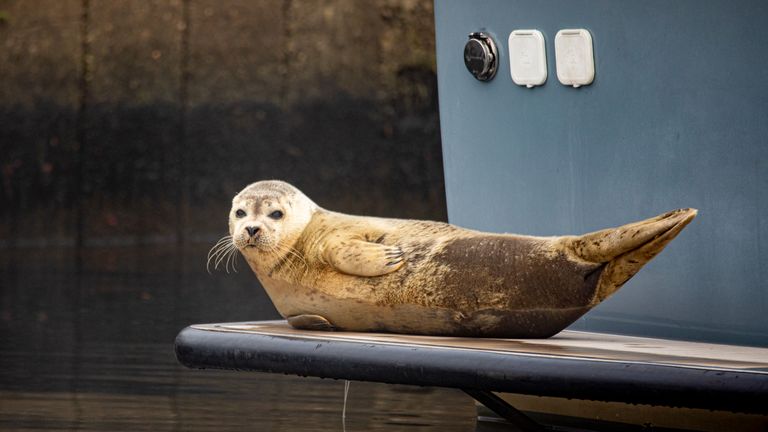 Een zeehond zwom plotseling in de haven van Drimmelen (foto: Marcel Raafs).