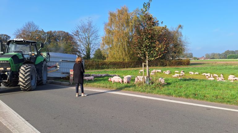 De biggen gingen een weiland op.