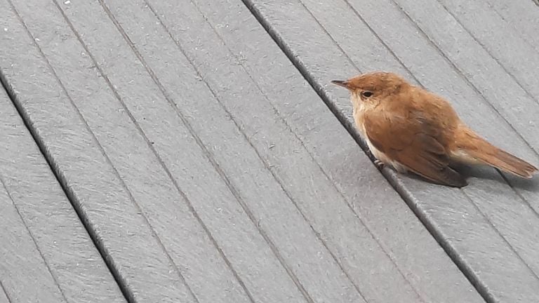 De kleine karekiet die tegen het raam vloog (Foto: Netty Renders). 